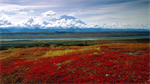 Fond d'écran gratuit de AMERIQUES - USA − United States - Alaska numéro 57661